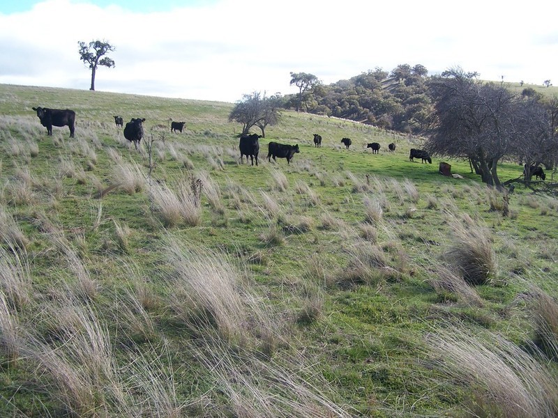 1215 Off Woodville Road, Binda NSW 2583