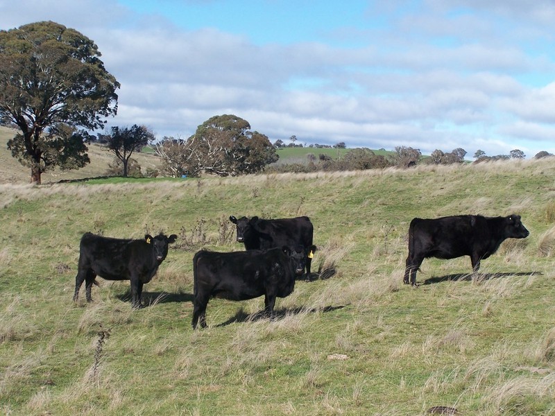 1215 Off Woodville Road, Binda NSW 2583