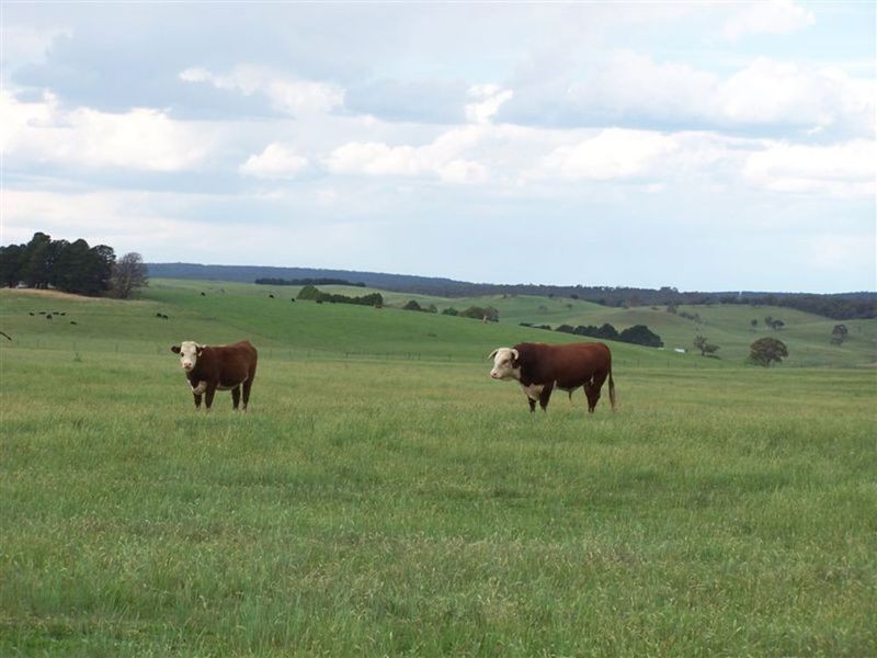 Lot 1 168 Cockatoo Road, Yalbraith NSW 2580