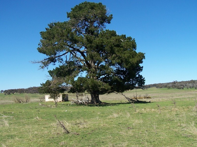 Lot 1 168 Cockatoo Road, Yalbraith NSW 2580