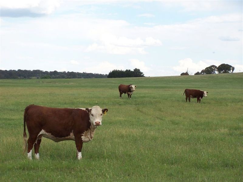 Lot 2 168 Cockatoo Road, Taralga NSW 2580