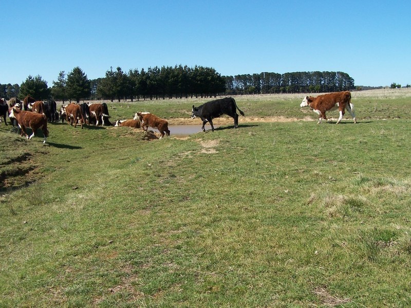 Lot 2 168 Cockatoo Road, Taralga NSW 2580