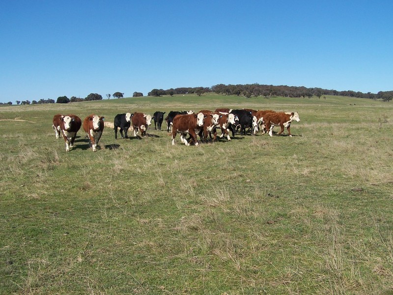Lot 2 168 Cockatoo Road, Taralga NSW 2580