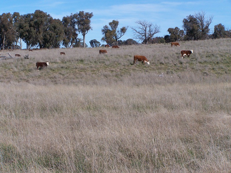 Lot 2 Peelwood Road, Laggan NSW 2583