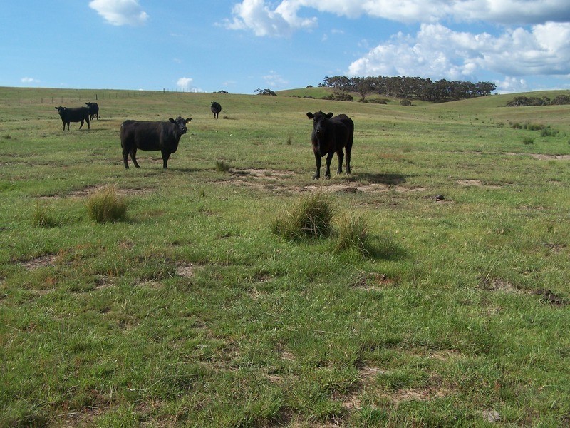 Lot 20 Mount Wayo Drive, Woodhouselee NSW 2580