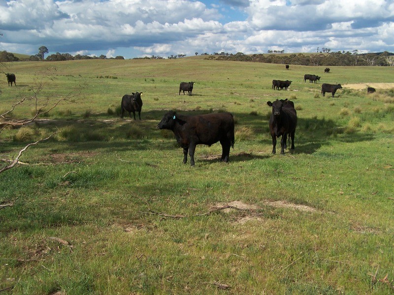 Lot 20 Mount Wayo Drive, Woodhouselee NSW 2580