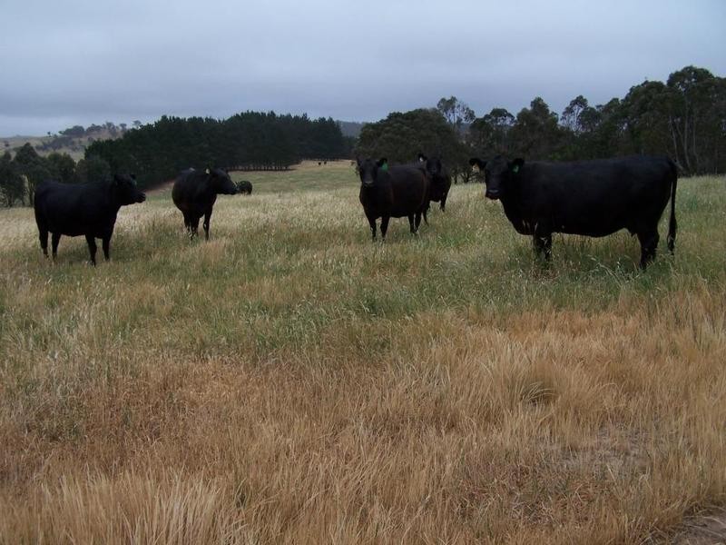 “Burra Creek” Tyrl Tyrl Road, Golspie NSW 2580