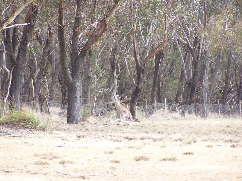 540 Kooringaroo Road, Goulburn NSW 2580