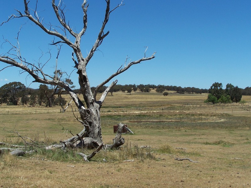 1784 Golspie Road, Golspie NSW 2580