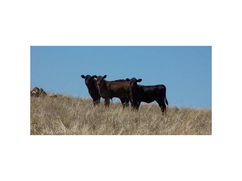 “Geraldine” Rosehill Road, Cootamundra NSW 2590