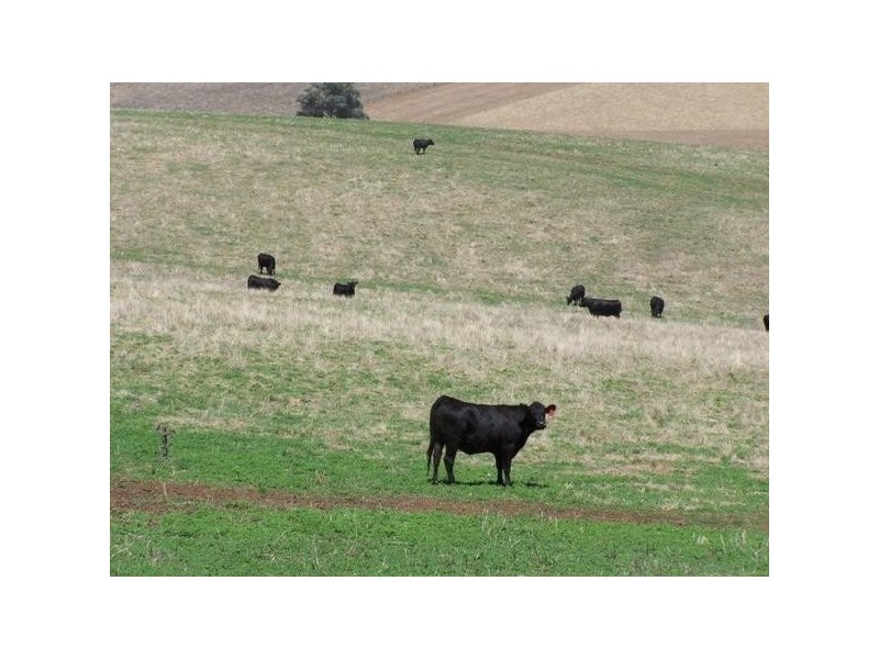 “Geraldine” Rosehill Road, Cootamundra NSW 2590