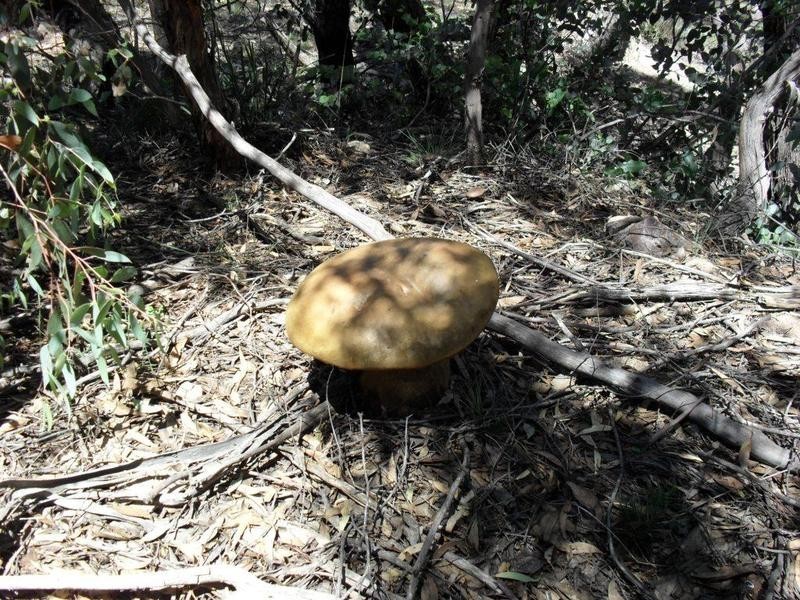 265 Sturgiss Road, Tarago NSW 2580