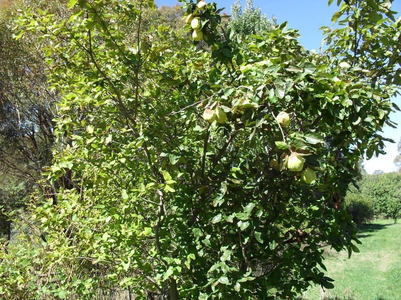 1 Peelwood Road, Laggan NSW 2583