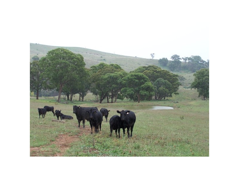 832 Levels Road, Golspie NSW 2580