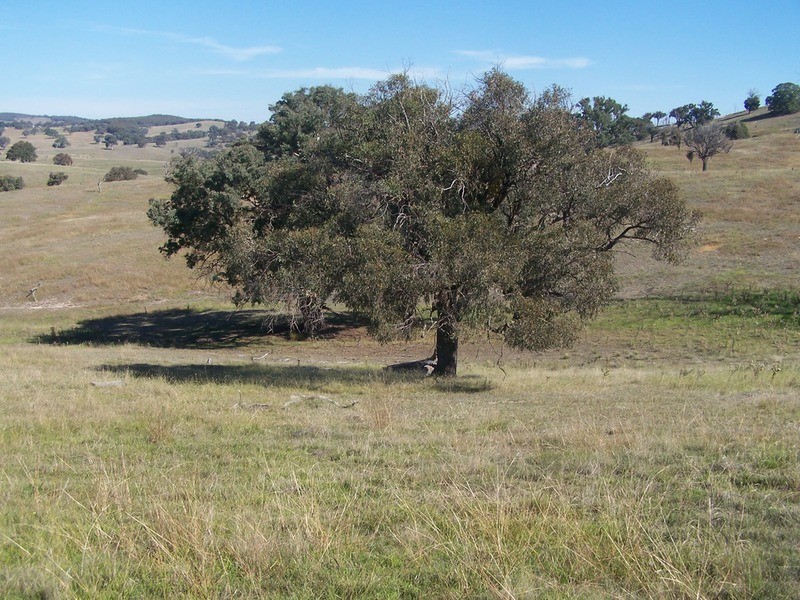 331 Mulgowrie Road, Crooked Corner NSW 2583