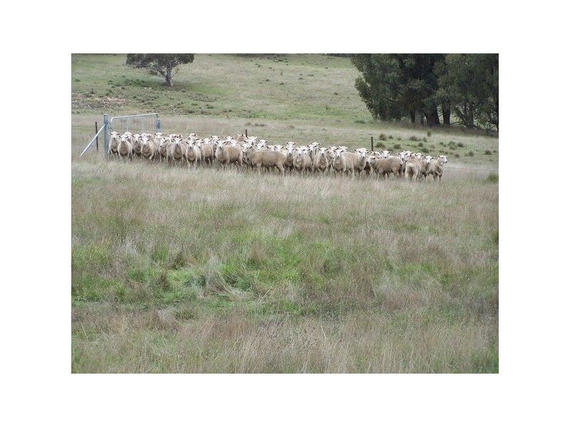Lot 4 Bannister Lane, Bannister NSW 2580