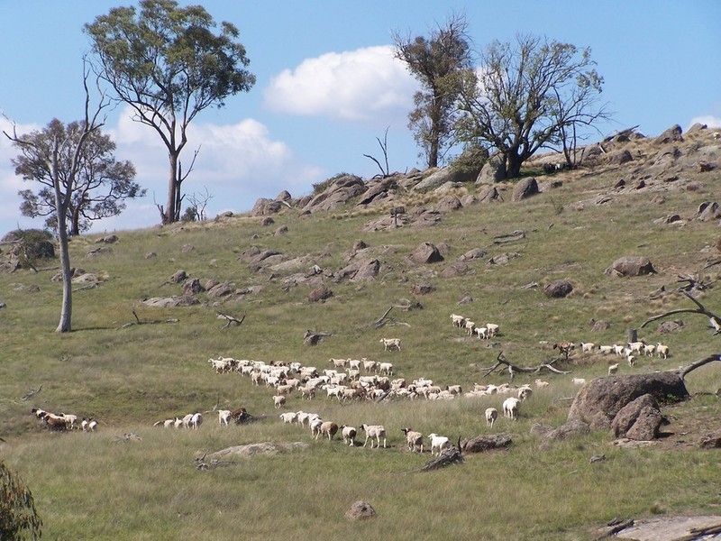 Lot 3 Peach Gardens Road, Bigga NSW 2583