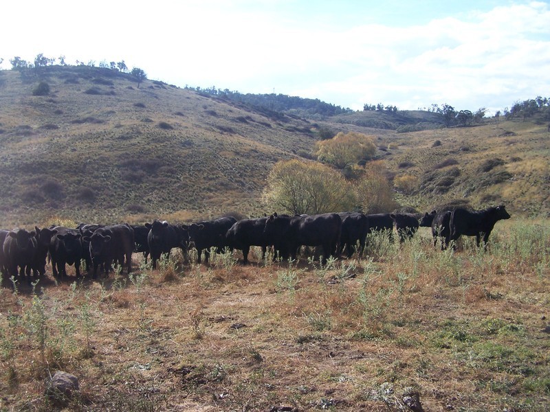 “Sugarloaf” Rhyanna Road, Goulburn NSW 2580