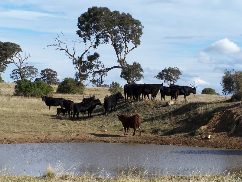 251 Shaws Creek Street, Goulburn NSW 2580