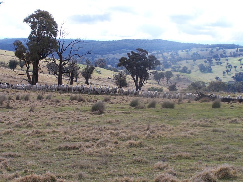 “Snowy Mt Farm” Bigga Road, Bigga NSW 2583