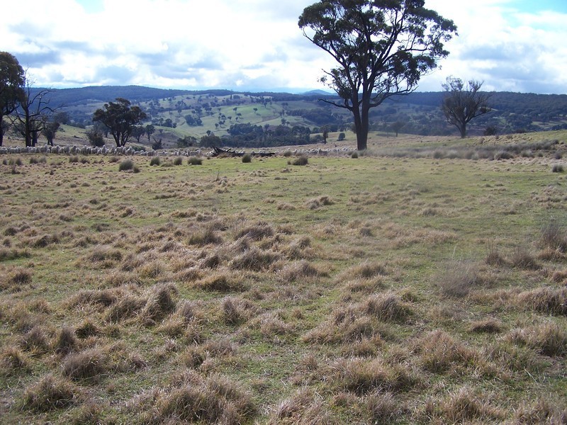 “Snowy Mt Farm” Bigga Road, Bigga NSW 2583