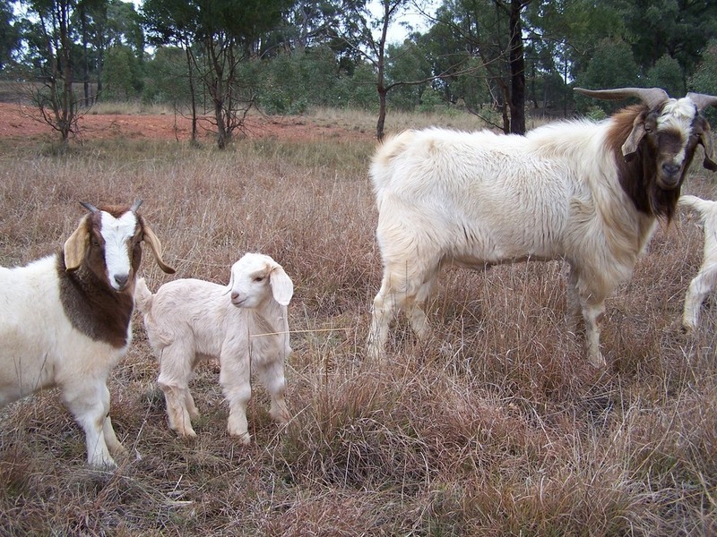 135 Fernleigh Close, Windellama NSW 2580