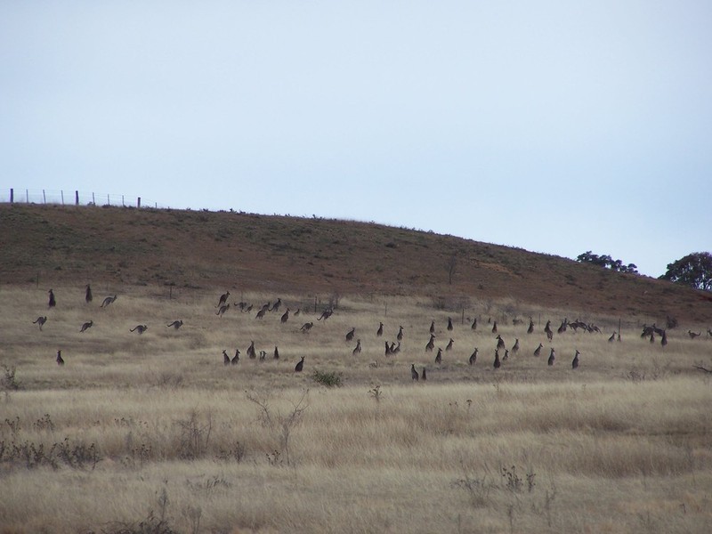 135 Fernleigh Close, Windellama NSW 2580