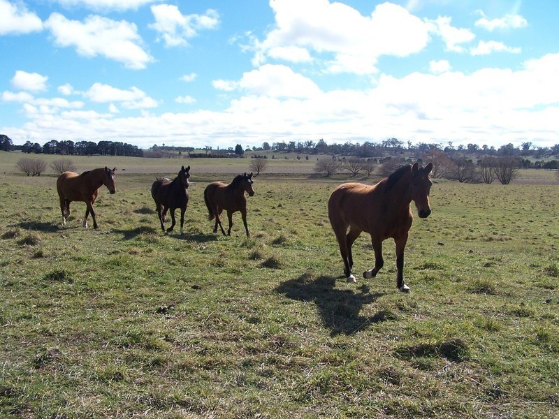 103 Third Creek Road, Crookwell NSW 2583
