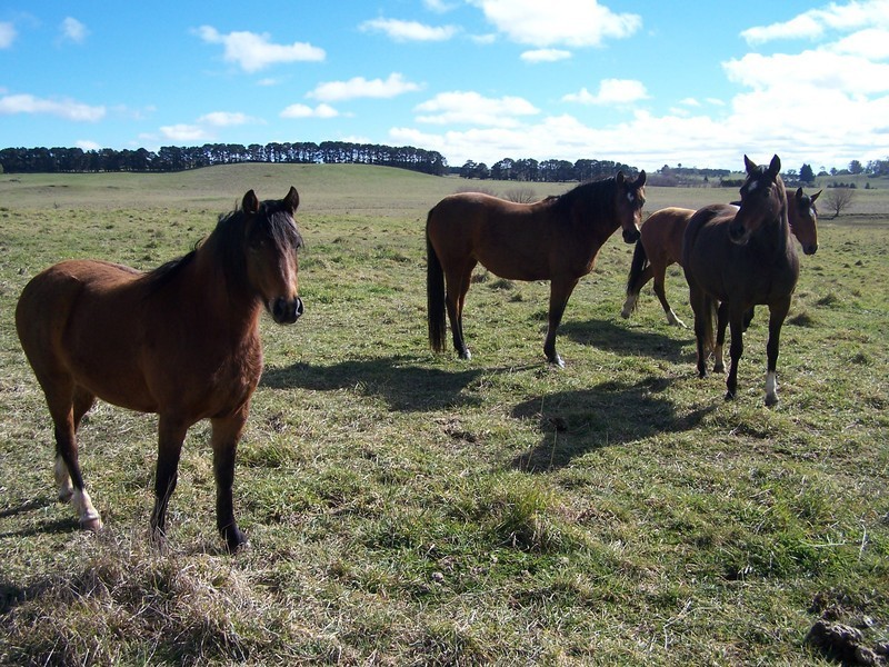 103 Third Creek Road, Crookwell NSW 2583
