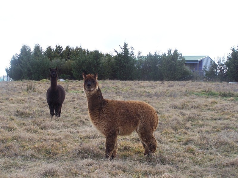 93 Hewitts Lane, Grabben Gullen NSW 2583