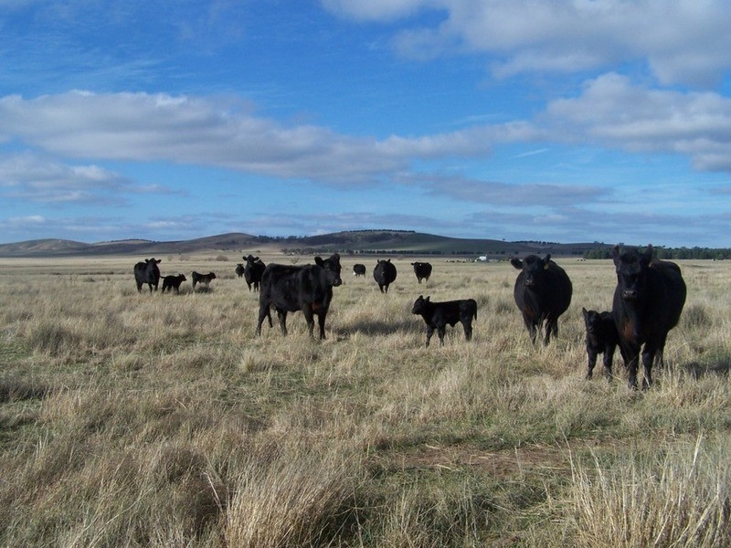 3602 Lumley Road, Tarago NSW 2580