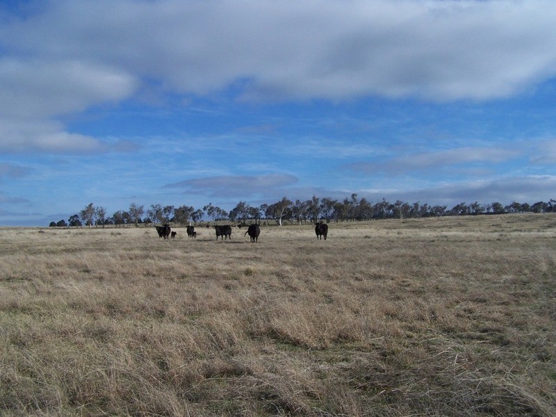 3602 Lumley Road, Tarago NSW 2580