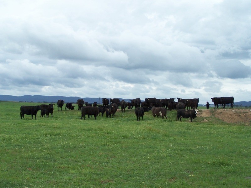 Lot 5 Painters Lane, Goulburn NSW 2580