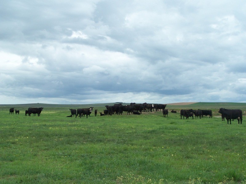 Lot 5 Painters Lane, Goulburn NSW 2580