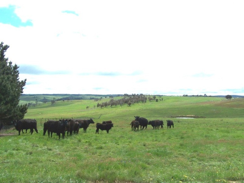 “Marathon” Wilcox Road, Laggan NSW 2583