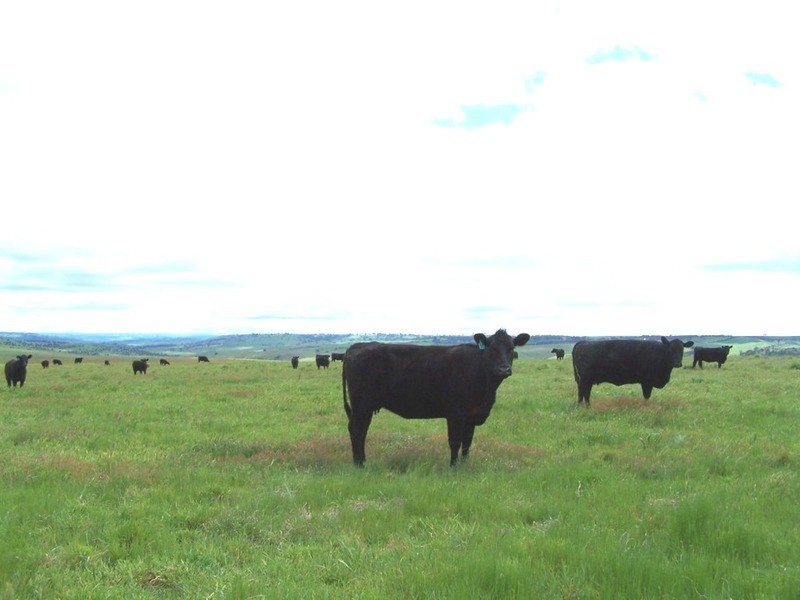 “Marathon” Wilcox Road, Laggan NSW 2583