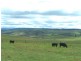 “Marathon” Wilcox Road, Laggan NSW 2583