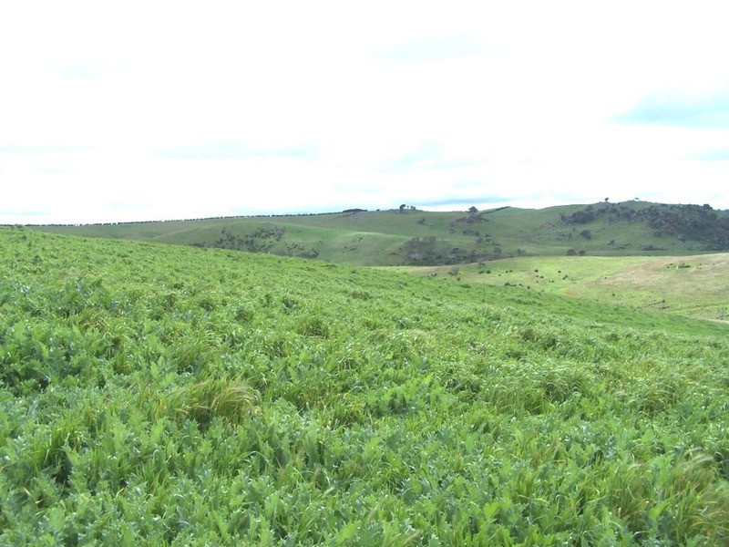 “Marathon” Wilcox Road, Laggan NSW 2583