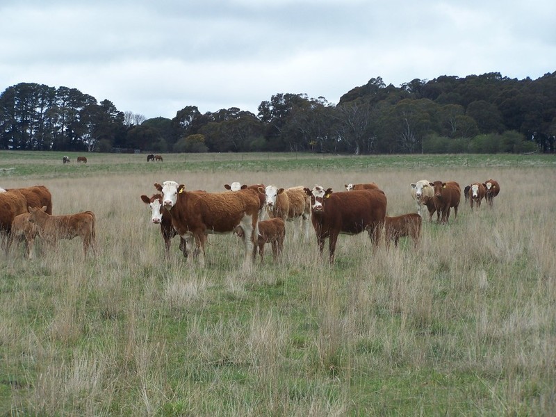 Lot 153 & 154 Gorham Lane, Crookwell NSW 2583