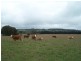 Lot 153 & 154 Gorham Lane, Crookwell NSW 2583