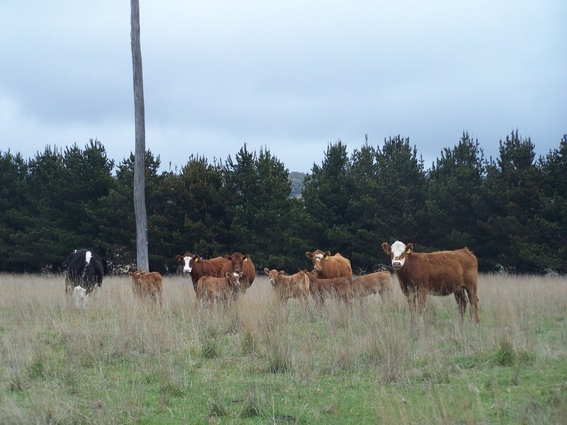 Lot 153 & 154 Gorham Lane, Crookwell NSW 2583