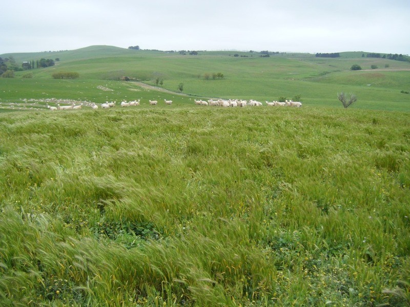 Lot 6 Pejar Road, Goulburn NSW 2580