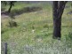 212 Off Millsvale Lane, Fullerton NSW 2583
