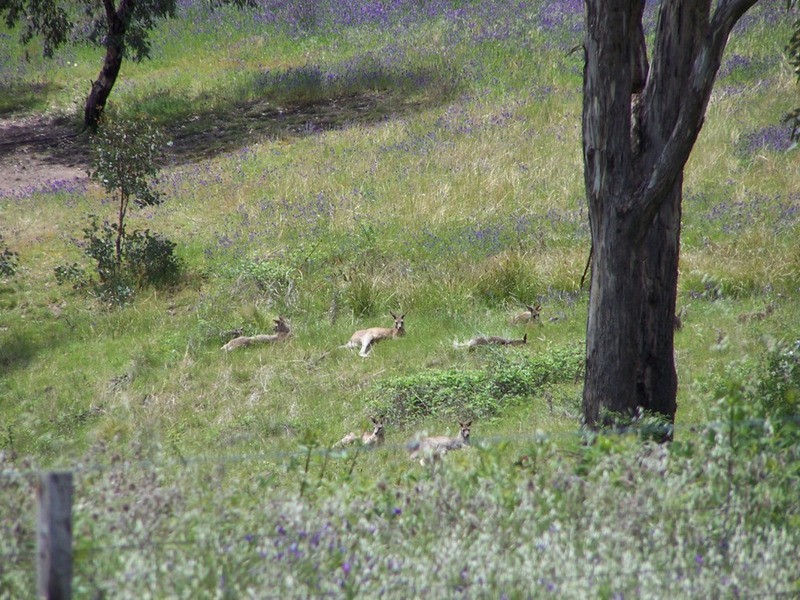 212 Off Millsvale Lane, Fullerton NSW 2583