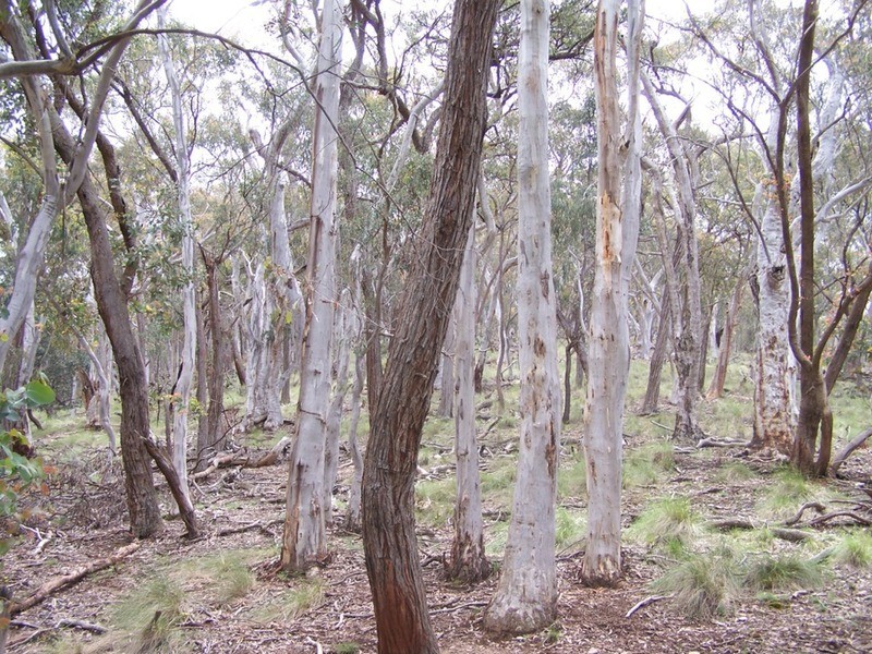 Lot 1 Junction Point Road, Binda NSW 2583