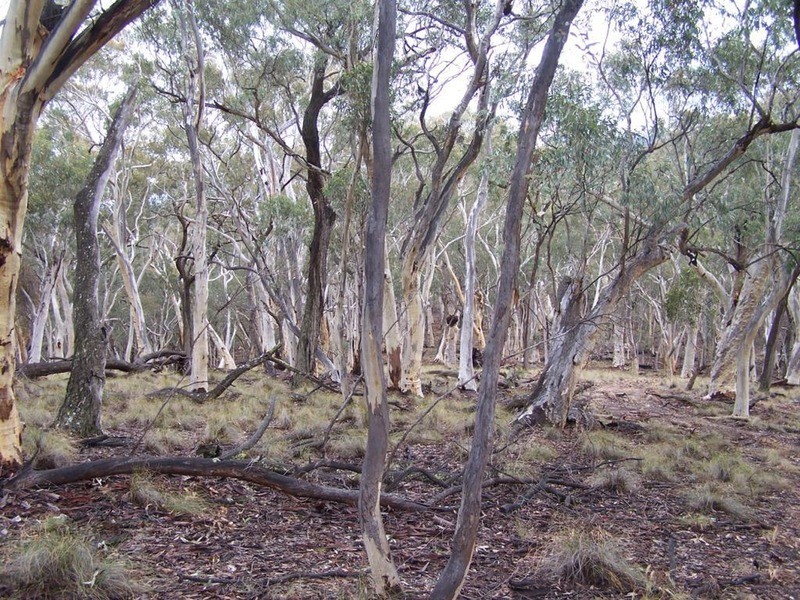 Lot 2 Junction Point Road, Binda NSW 2583