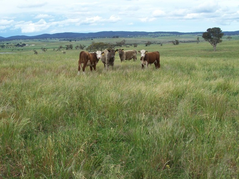 165 Greta Road, Goulburn NSW 2580