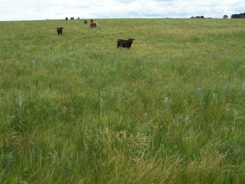 165 Greta Road, Goulburn NSW 2580