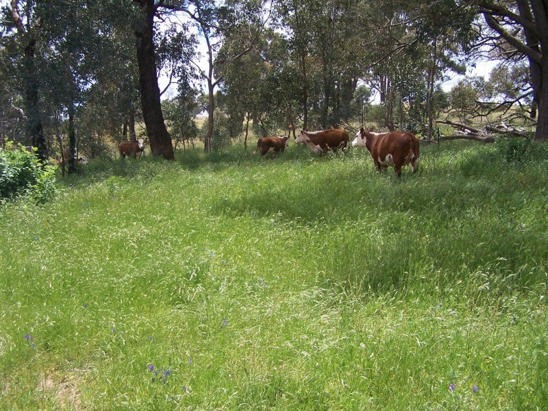70 Alps Road, Bigga NSW 2583
