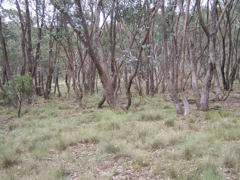 370 Rhyanna Road, Middle Arm NSW 2580